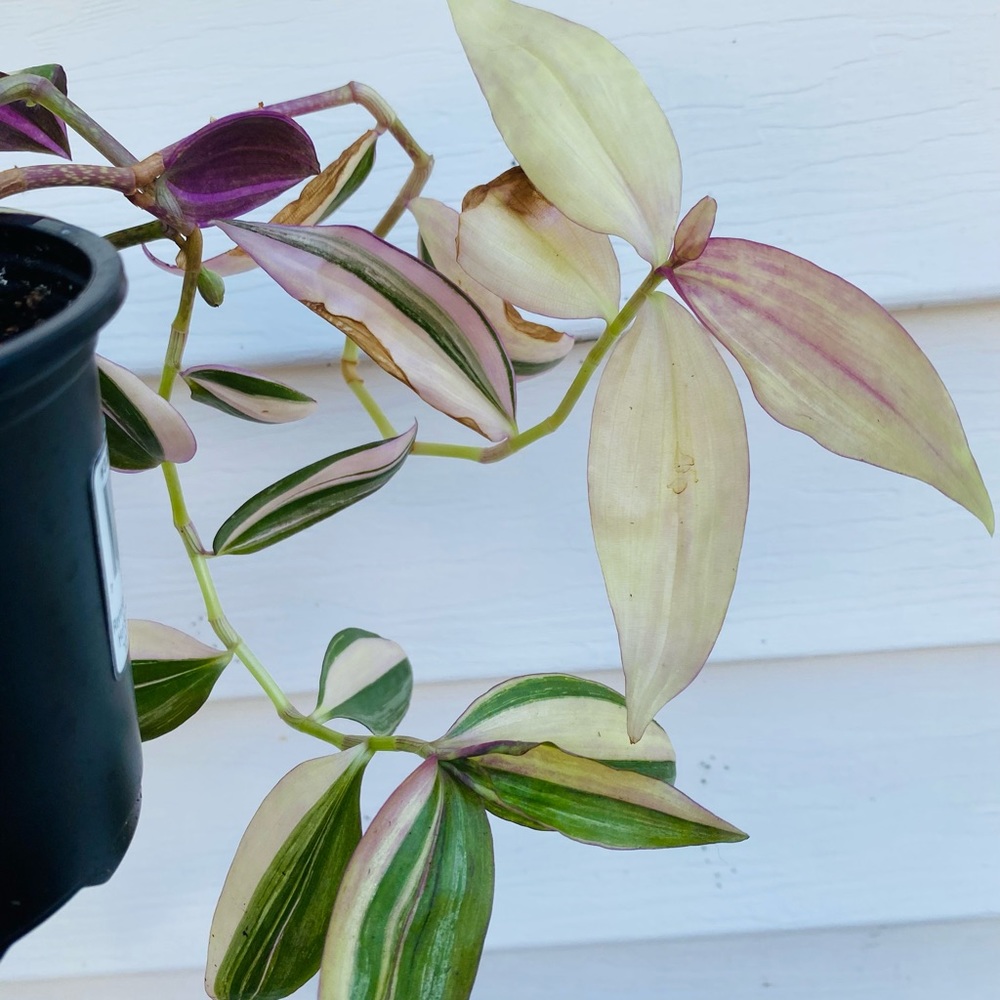 Wandering Jew Rainbow Tricolor Tradescantia